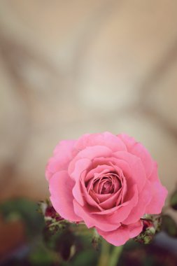 Güzel pembe Gül doğa