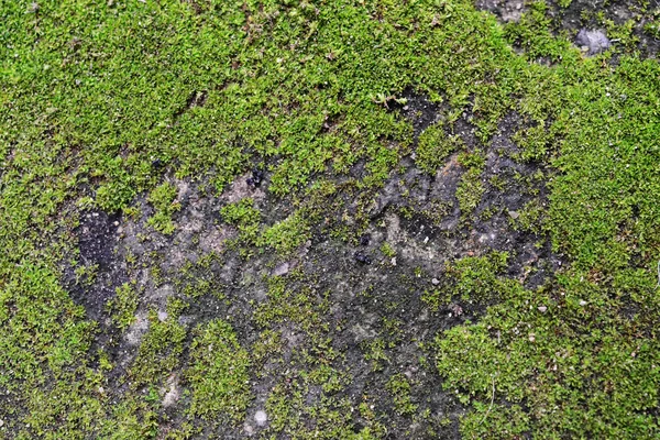 Zemin üzerinde Moss yeşil arka plan.