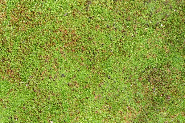 Moss Fondo Verde Suelo — Foto de Stock