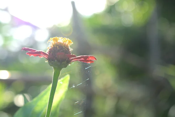 Gerbera flower in plots