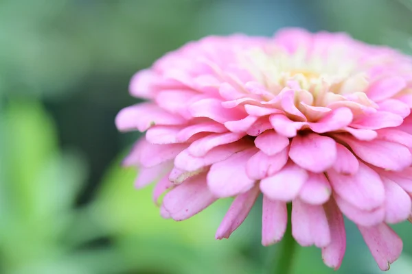Close Beauty Gebera Flower — Stock Photo, Image