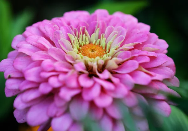 Close Beauty Gebera Flower — Stock Photo, Image