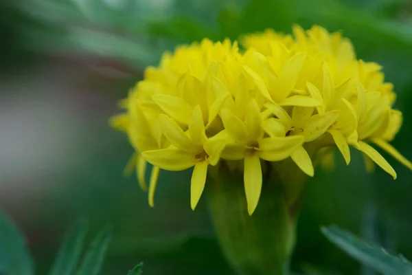 Közelkép Marigolds Tagetes Erecta Növények Mexikói Körömvirág Azték Körömvirág Afrikai — Stock Fotó