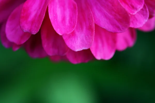 Närbild Skönhet Gebera Blomma — Stockfoto