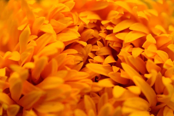 Närbild Ringblommor Tagetes Erecta Mexikanska Marigold Aztec Marigold African Marigold — Stockfoto