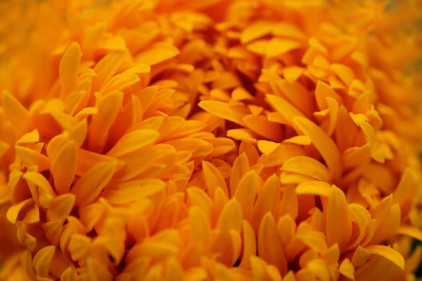 Close Marigolds Tagetes Erecta Mexican Marigold Aztec Marigold African Marigold — Stock Photo, Image