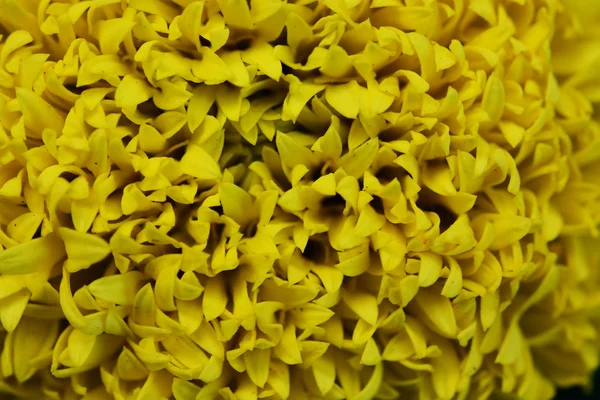 Närbild Ringblommor Tagetes Erecta Mexikanska Marigold Aztec Marigold African Marigold — Stockfoto