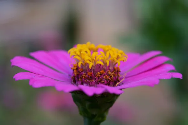 Güzel Doğal Çiçek Arka Plan — Stok fotoğraf