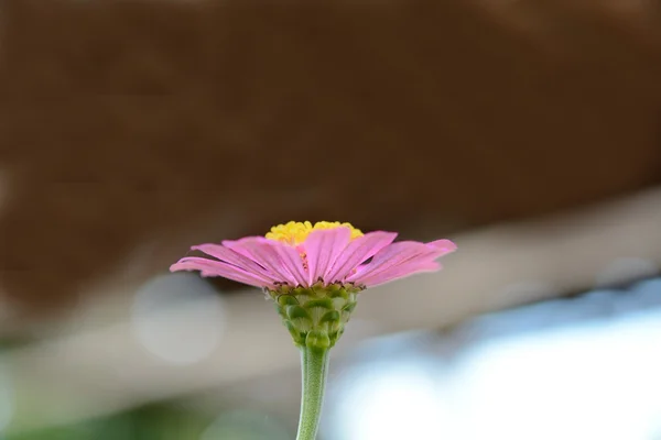 美丽的自然花背景 — 图库照片