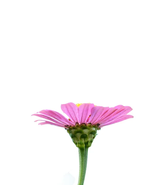 Schöne Natürliche Blume Hintergrund — Stockfoto