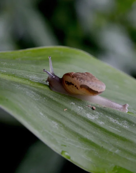 Caracol Marrom Pequeno Uma Folha Verde — Fotografia de Stock