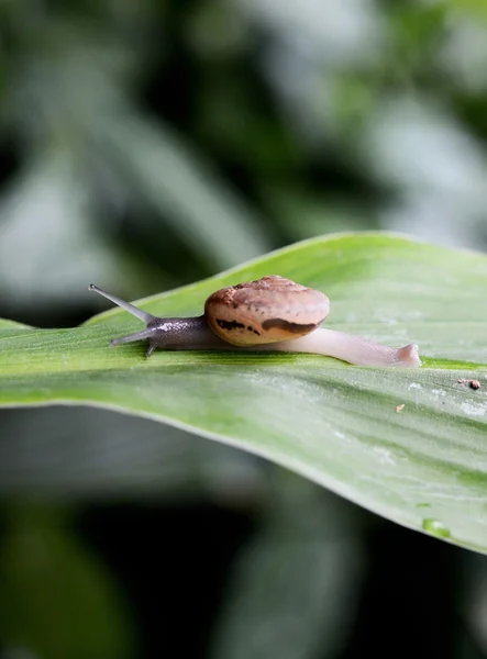 Pequeño Caracol Marrón Sobre Una Hoja Verde —  Fotos de Stock