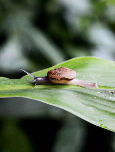 Pequeño Caracol Marrón Sobre Una Hoja Verde —  Fotos de Stock