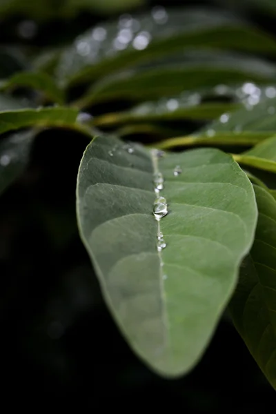 Daun Hijau Yang Indah Dengan Tetes Air — Stok Foto