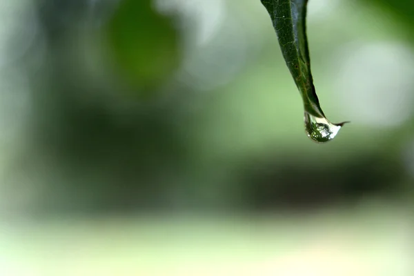 Krásný Zelený List Kapkami Vody — Stock fotografie