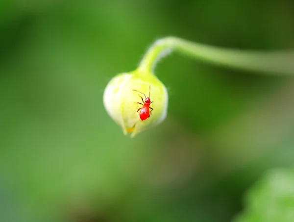 Schoonheid Bug Insect Groen Blad — Stockfoto