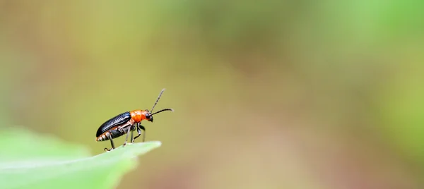 beauty bug insect on green leaf