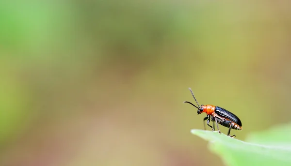 Schoonheid Bug Insect Groen Blad — Stockfoto
