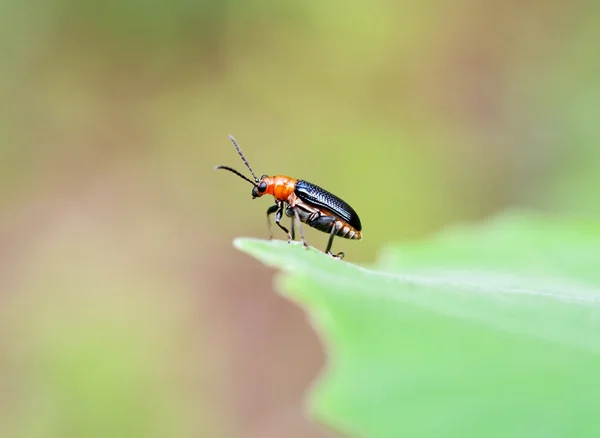 Schoonheid Bug Insect Groen Blad — Stockfoto