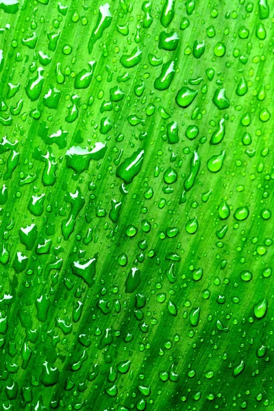 Зеленый Лист Каплями Воды — стоковое фото
