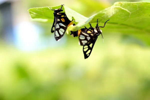 Moth Mating Bouquet — Stock Photo, Image
