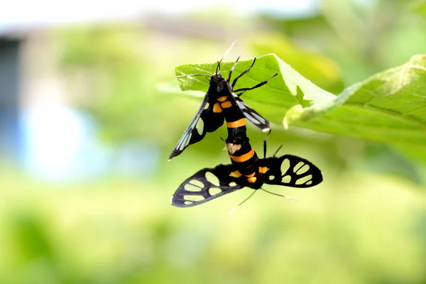 Moth Mating Bouquet — Stock Photo, Image