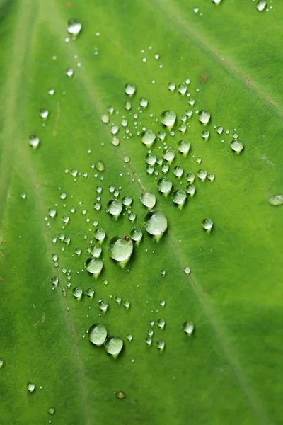 Όμορφο Πράσινο Φύλλο Σταγόνες Νερού — Φωτογραφία Αρχείου