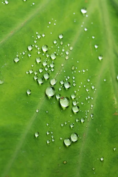 Beautiful Green Leaf Drops Water — Stock Photo, Image