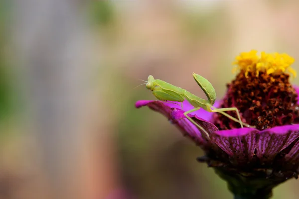 Boxing Grasshopper Forest — Stock Photo, Image