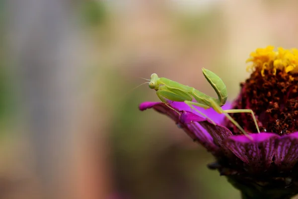 Boxing Grasshopper Forest — Stock Photo, Image