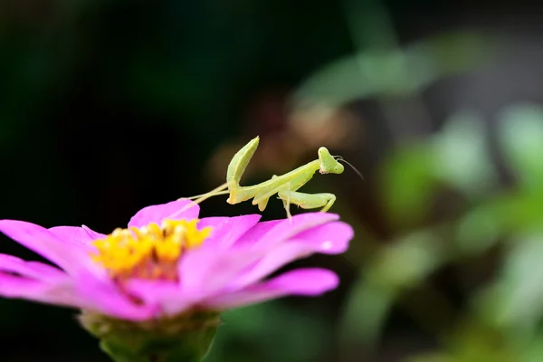 Saltamontes Boxeo Bosque — Foto de Stock