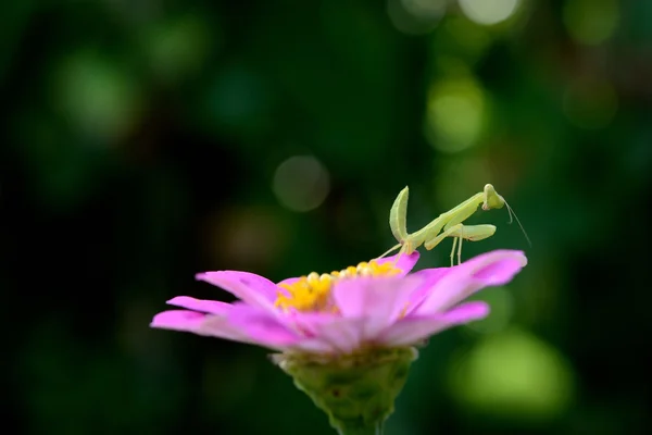 Boxing Grasshopper Forest — Stock Photo, Image