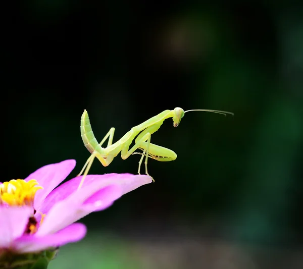 Saltamontes Boxeo Bosque — Foto de Stock