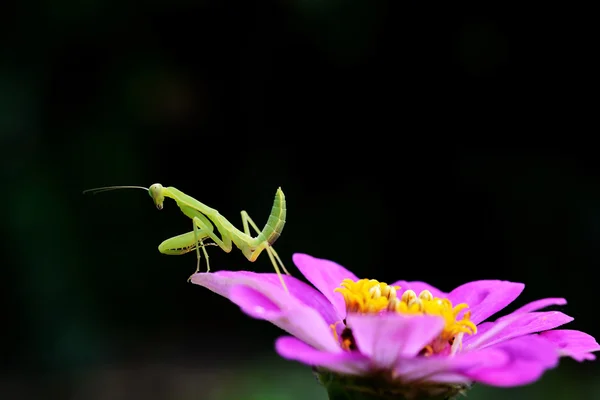 Boxing Grasshopper Forest — Stock Photo, Image