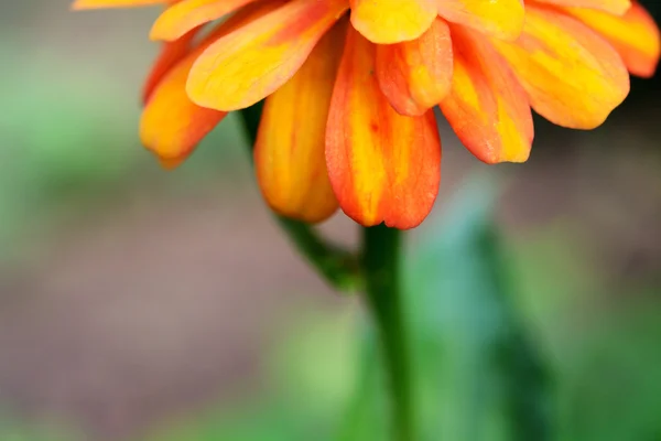 Eine Blume Hintergrund — Stockfoto