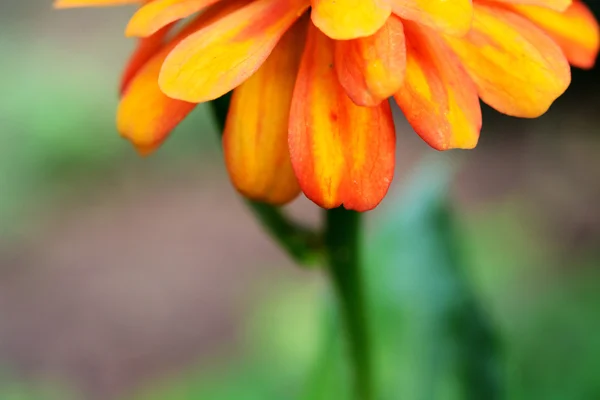 Gebera Flower Background — Stock Photo, Image