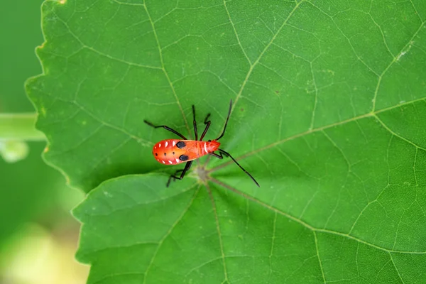 beauty bug insect on green leaf