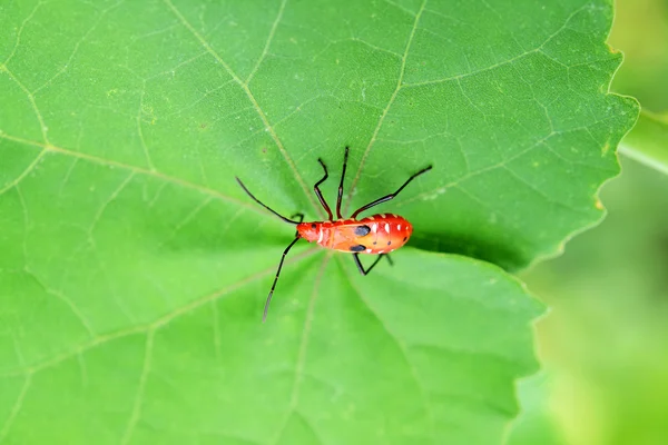 Schoonheid Bug Insect Groen Blad — Stockfoto