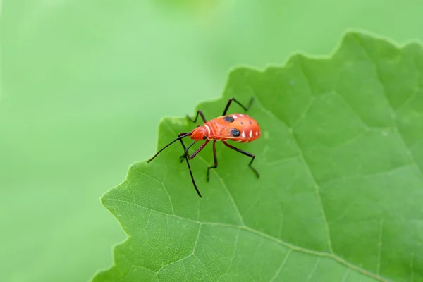 Schoonheid Bug Insect Groen Blad — Stockfoto