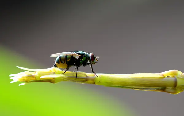 Szépség Bug Rovar Zöld Levél — Stock Fotó