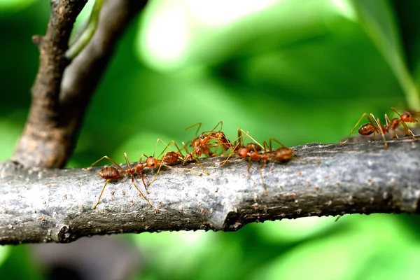 Rote Ameisen Bewegen Nahrung — Stockfoto