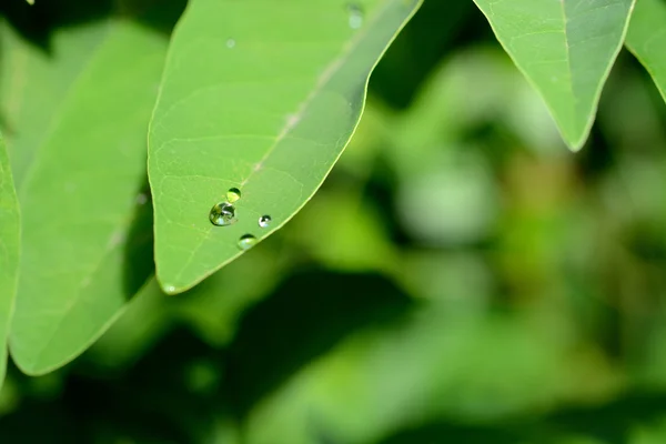 美丽的绿叶和水滴 — 图库照片