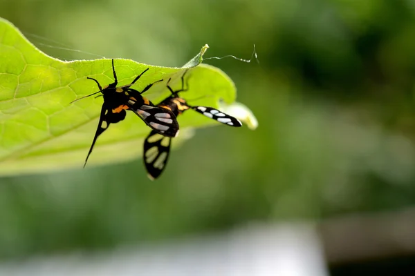 蛾交尾の花束 — ストック写真