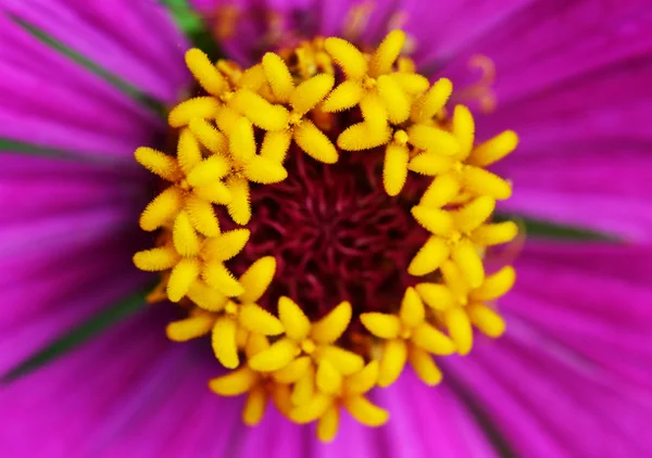 Pyl Květu Gebera — Stock fotografie