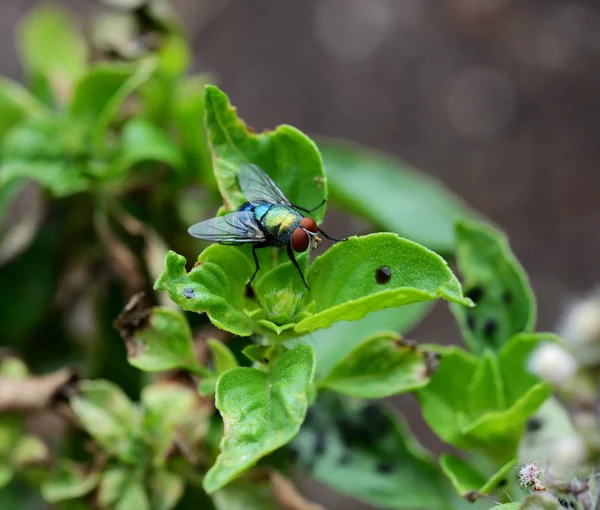 Fly Flies は緑の葉の上に座ってを間近します — ストック写真
