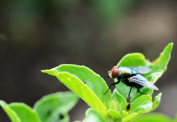 Fly Flies は緑の葉の上に座ってを間近します — ストック写真