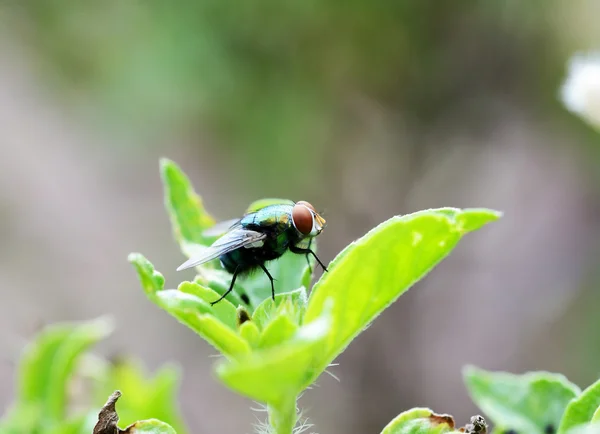 Ház Fly Flies Közelről Zöld Leveles — Stock Fotó