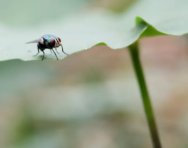 Σπίτι Fly Flies Εσωτερικη Κάθεται Στο Πράσινο Φύλλο — Φωτογραφία Αρχείου