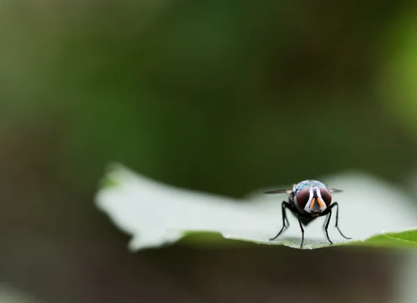 House Fly Flies Close Sitting Green Leaf — Stock Photo, Image