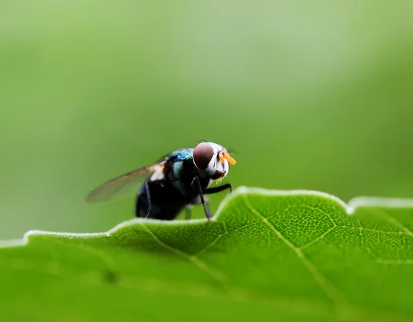 House Fly Flies Close Sitting Green Leaf — Stock Photo, Image